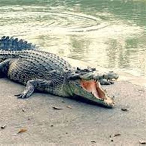 تفسير التمساح في الحلم معنى رؤيا التمساح في المنام