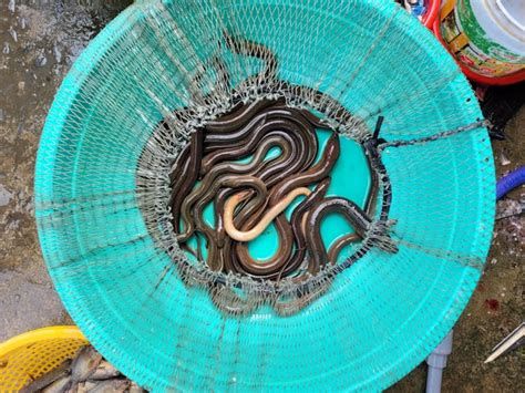 تفسير أكل لحم الحية في المنام او تناول لحم الافعى في الحلم