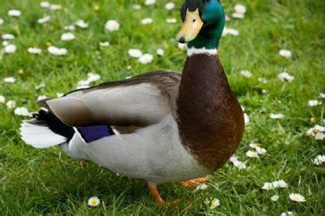 تفسير البط الاسود او الابيض في الحلم البطه البيضاء او السوداء في المنام