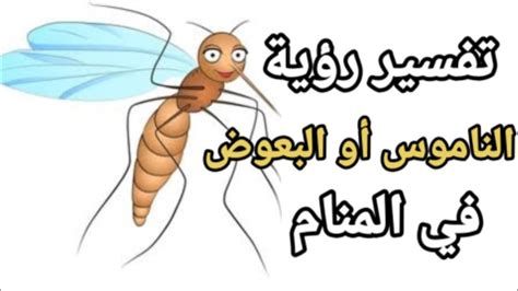 تفسير البعوض في الحلم لابن سيرين رؤية بعوضه في المنام