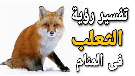تفسير الثعلب في الحلم رؤية ثعلب في المنام لابن سيرين