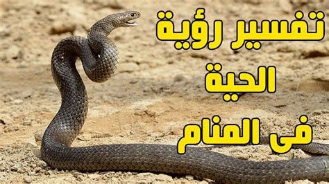 تفسير اكل لحم الافعى في المنام لابن سيرين