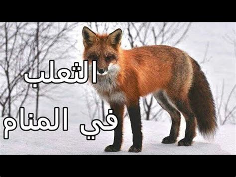 تفسير الثعلب في الحلم رؤية ثعلب في المنام لابن سيرين