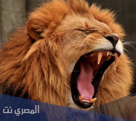 تفسير الاسد في الحلم رؤية الاسد يهاجمني في المنام