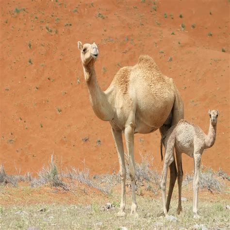 تفسير البغل في الحلم رؤية البغل في المنام