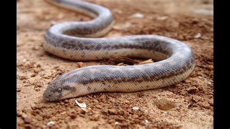 تفسير الثعابين في الحلم رؤية الثعبان في المنام