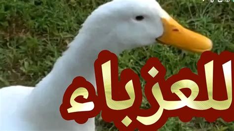 تفسير البط في المنام و البطه في الحلم سوداء او بيضاء