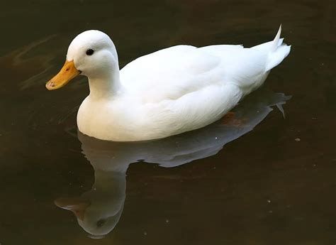 تفسير البط في الحلم رؤية البط في المنام