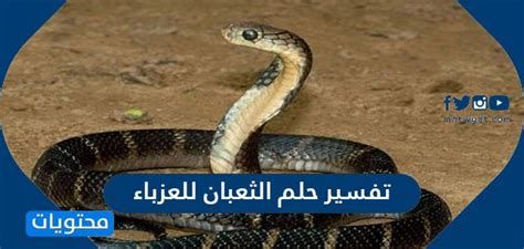 تفسير أكل لحم الحية في المنام او تناول لحم الافعى في الحلم