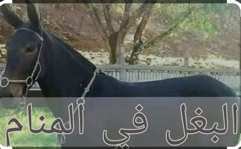 تفسير البغل في الحلم رؤية البغل في المنام