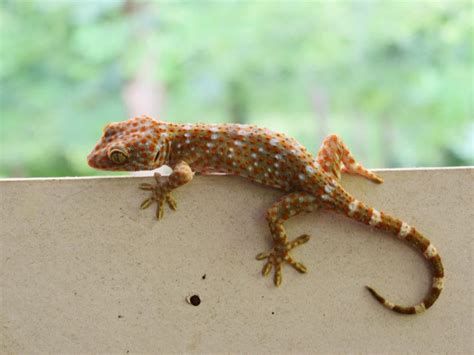 تفسير البرص الصغير في الحلم ابو بريص في المنام