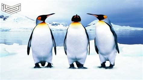 تفسير البطريق في المنام و بطريق يطير في الحلم