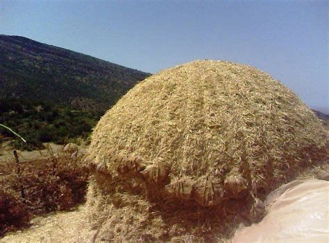 تفسير التبن في الحلم و رؤية تبن اصفر في المنام