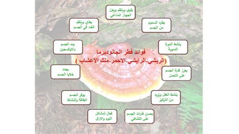 تجربتي مع فطر الريشي