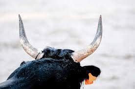 تفسير الثور في المنام وحلم هجوم الثور الهائج