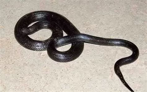 تفسير أكل لحم الحية في المنام او تناول لحم الافعى في الحلم