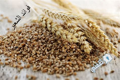 الفرق بين القمح والشعير بالصور
