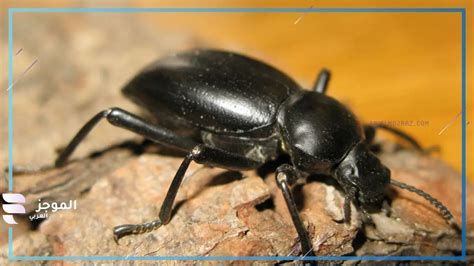 الصراخ في المنام وتفسير حلم الصياح بالتفصيل