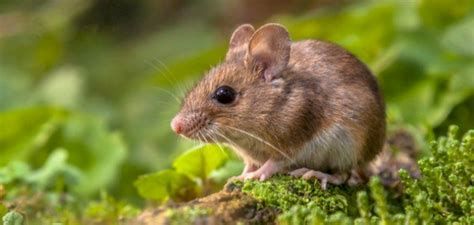 الفارة في المنام وتفسير رؤية الفئران في الحلم بالتفصيل