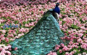 الفخذ في المنام وتفسير رؤية الفخذ في الحلم بالتفصيل