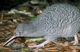 الفاكهة المسموحة لمرضى السكر