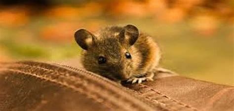 الفارة في المنام وتفسير رؤية الفئران في الحلم بالتفصيل