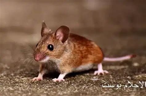 الفارة في المنام وتفسير رؤية الفئران في الحلم بالتفصيل