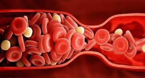 الغشاء الهلالي أين تقع فتحة الحيض