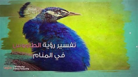 الطاووس في المنام وتفسير رؤية الطواويس في الحلم بالتفصيل