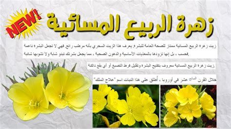 تجربتي مع حبوب زهرة الربيع المسائية