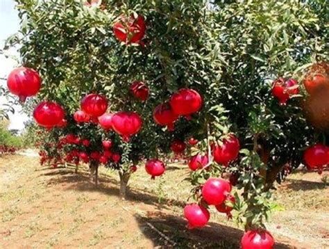 الفاكهة المسموحة لمرضى السكر