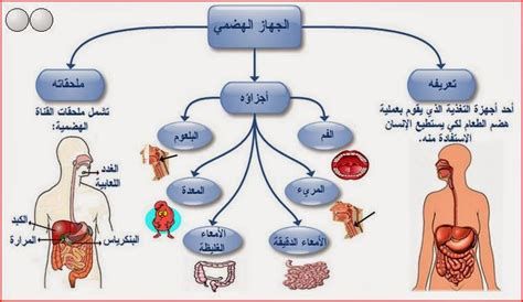 العرق والحمل