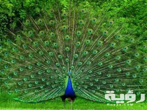 الطاووس في المنام وتفسير رؤية الطواويس في الحلم بالتفصيل