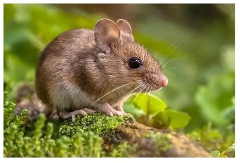 الفارة في المنام وتفسير رؤية الفئران في الحلم بالتفصيل