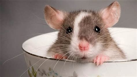 الفارة في المنام وتفسير رؤية الفئران في الحلم بالتفصيل