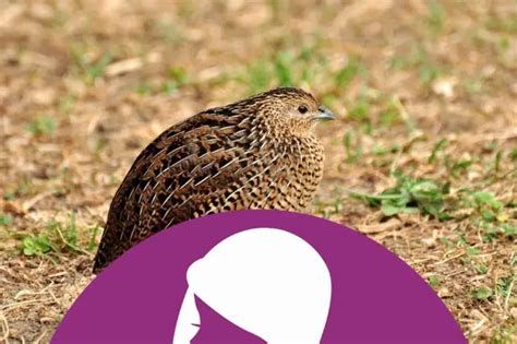 السمان في المنام وتفسير رؤية ذبح وأكل السمان في الحلم بالتفصيل