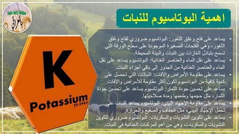 البوتاسيوم في الغذاء