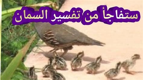 السمان في المنام وتفسير رؤية ذبح وأكل السمان في الحلم بالتفصيل