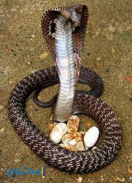 الثعبان في المنام لابن سيرين