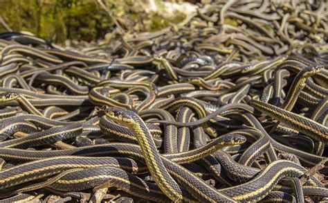 الثعبان في المنام لابن سيرين