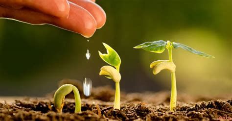 الزرع في المنام وتفسير حلم الزراعة بالتفصيل