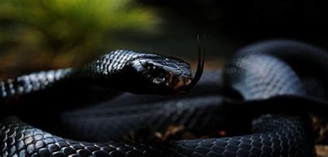 الثعبان في المنام لابن سيرين