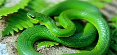 الثعبان في المنام لابن سيرين