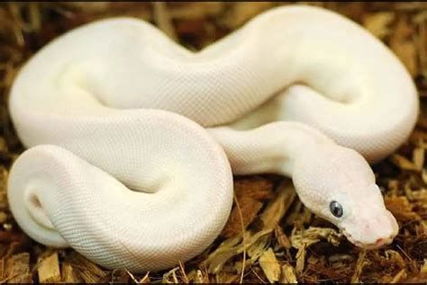 الثعبان في المنام لابن سيرين