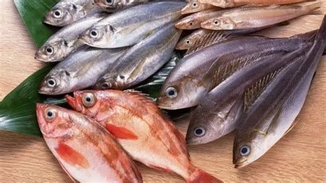 السمك المجمد في المنام