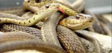 الثعبان في المنام لابن سيرين