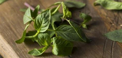 الريحان في المنام لابن سيرين و النابلسي