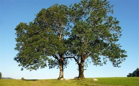 الزرع في المنام وتفسير حلم الزراعة بالتفصيل