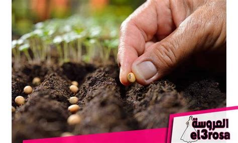 الزرع في المنام وتفسير حلم الزراعة بالتفصيل