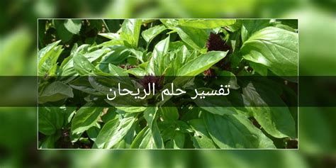 الريحان في المنام لابن سيرين و النابلسي